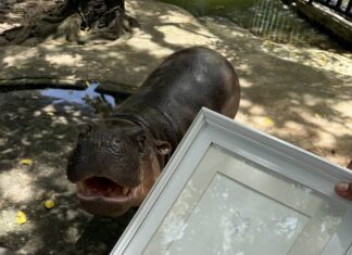 Khao Kheow Open Zoo Launches Limited-Edition “Moo Deng Tail Print” Pre-Orders to Celebrate Pygmy Hippo’s Upcoming 2nd Birthday