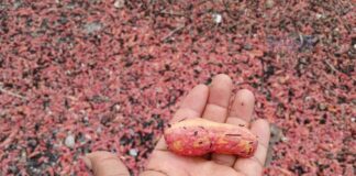Miljontals rosa sjögurkor spolas i land i Rayong