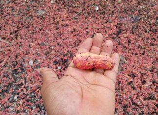 Millions of Pink Sea Cucumbers Wash Ashore in Rayong