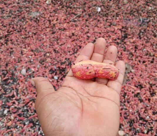 Millones de pepinos de mar rosados llegan a la costa de Rayong.
