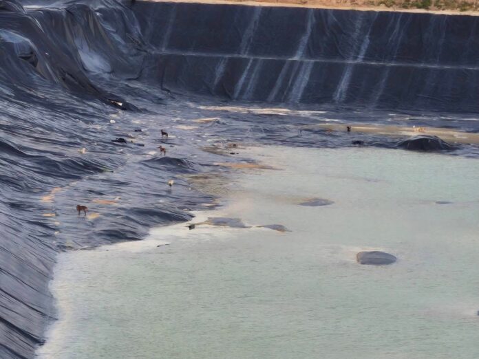 13 бродячих собак спасены из скользкого водохранилища возле Паттайи