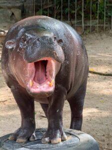 Khao Kheow Open Zoo Celebrates Moo Deng’s 2nd Birthday with ‘Moo Deng HAPPY Deng DAY’ and Launches New ‘Hippo Village’