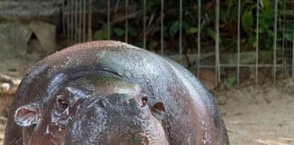 Khao Kheow Open Zoo Celebrates Moo Deng’s 2nd Birthday with ‘Moo Deng HAPPY Deng DAY’ and Launches New ‘Hippo Village’