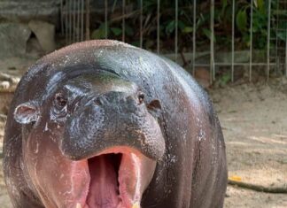 Le zoo ouvert de Khao Kheow célèbre le 2e anniversaire de Moo Deng avec « Moo Deng HAPPY Deng DAY » et inaugure un nouveau « village des hippopotames ».