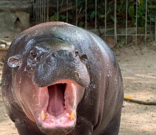 Khao Kheow Open Zoo Celebrates Moo Deng’s 2nd Birthday with ‘Moo Deng HAPPY Deng DAY’ and Launches New ‘Hippo Village’