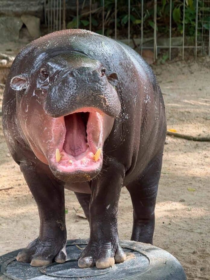 Открытый зоопарк Khao Kheow празднует 2-й день рождения Moo Deng событием 'Moo Deng HAPPY Deng DAY' и открывает новый 'Hippo Village'