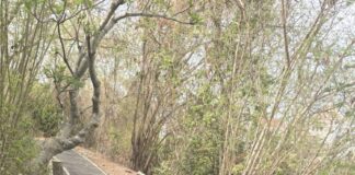 Concerned Local Residents Call for Repair of Damaged Exercise Path Near Buddha Hill in Pattaya