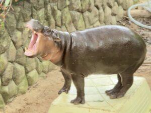Khao Kheow Open Zoo Throws Grand Celebration for Global Star Moo Deng’s 2nd Birthday, Unveils 75-Million-Baht “Hippo Village” Project