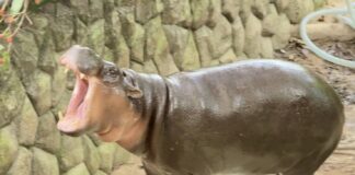 Khao Kheow Open Zoo Throws Grand Celebration for Global Star Moo Deng’s 2nd Birthday, Unveils 75-Million-Baht “Hippo Village” Project