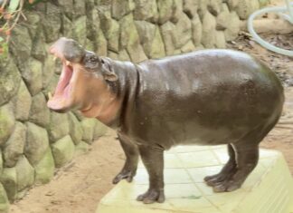 Khao Kheow Open Zoo Throws Grand Celebration for Global Star Moo Deng’s 2nd Birthday, Unveils 75-Million-Baht “Hippo Village” Project