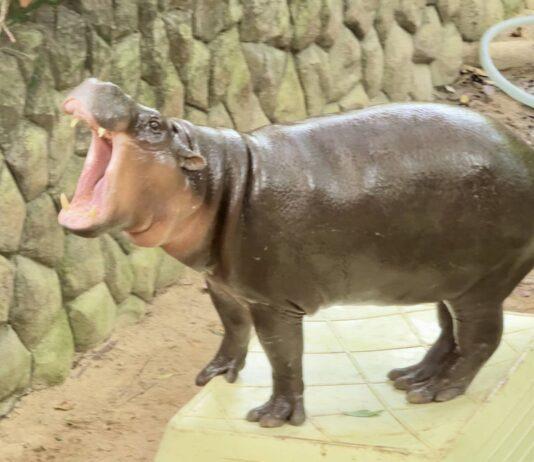 Khao Kheow Open Zoo Throws Grand Celebration for Global Star Moo Deng’s 2nd Birthday, Unveils 75-Million-Baht “Hippo Village” Project