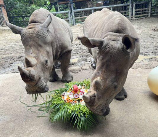 Thai Oil dona pastel de cumpleaños y juguetes para celebrar el tercer cumpleaños del querido rinoceronte blanco "Nong Top" en el zoológico abierto de Khao Kheow.