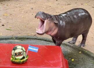 „Moo Deng” przewiduje, że Argentyna wygra Mistrzostwa Świata FIFA 2026!