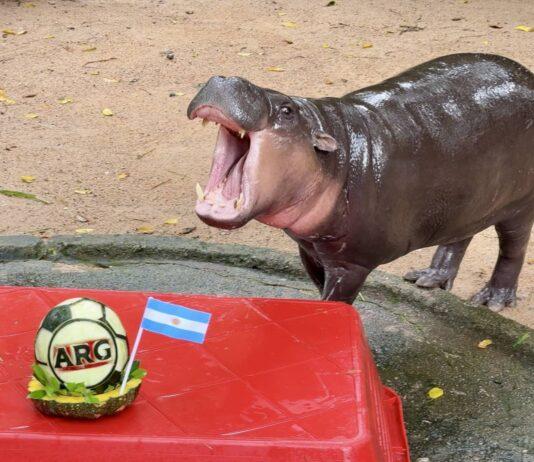"Moo Deng" förutspår att Argentina vinner FIFA-VM 2026!