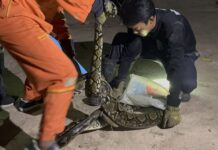 Giant 4-Meter Python Invades Chicken Farm in Pattaya, Captured After 30-Minute Struggle