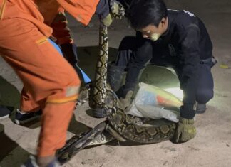 Gigantyczny, 4-metrowy pyton wdarł się na farmę kurczaków w Pattayi, schwytany po 30 minutach walki