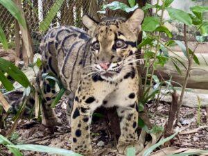 Khao Kheow Open Zoo Unveils “Nong Nueng” the Clouded Leopard Exhibit, Offers Free Entry for Children on July 28th