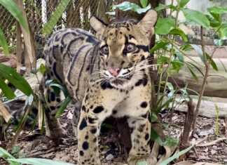 Khao Kheow Open Zoo Unveils “Nong Nueng” the Clouded Leopard Exhibit, Offers Free Entry for Children on July 28th