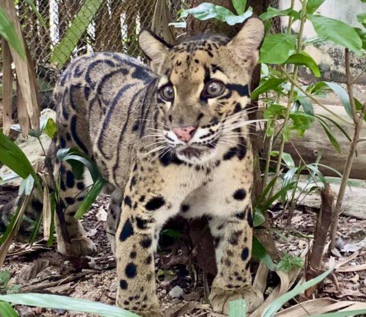 Khao Kheow Open Zoo Unveils “Nong Nueng” the Clouded Leopard Exhibit, Offers Free Entry for Children on July 28th