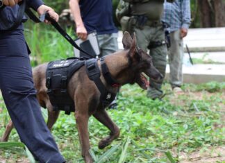 Policja wysłała psy tropiące w poszukiwaniu zaginionego młodego rosyjskiego rodzeństwa w pobliżu Pattayi