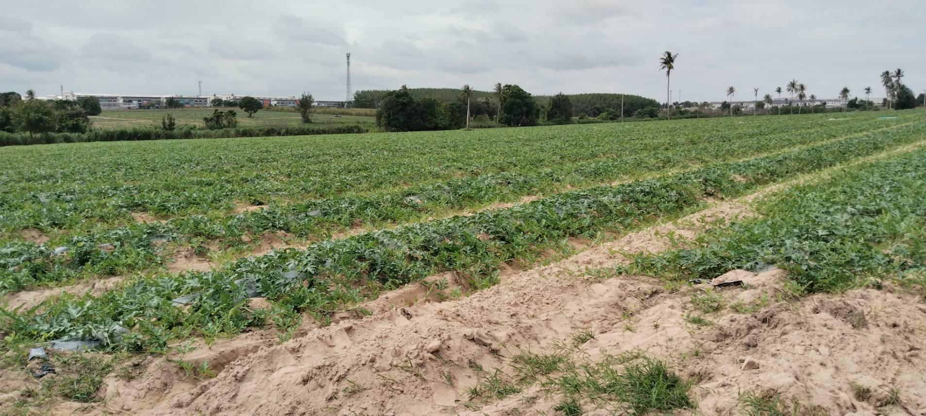 Sri Racha Officials Inspect Watermelon Farm After Villagers Complain of Foul Odors from Pesticide Spraying 1786714345015