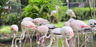 Khao Kheow Open Zoo Celebrates Flamingo Breeding Success with 82 Birds and Six New Chicks