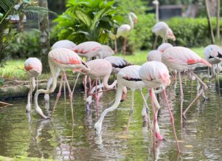 Khao Kheow Open Zoo Celebrates Flamingo Breeding Success with 82 Birds and Six New Chicks