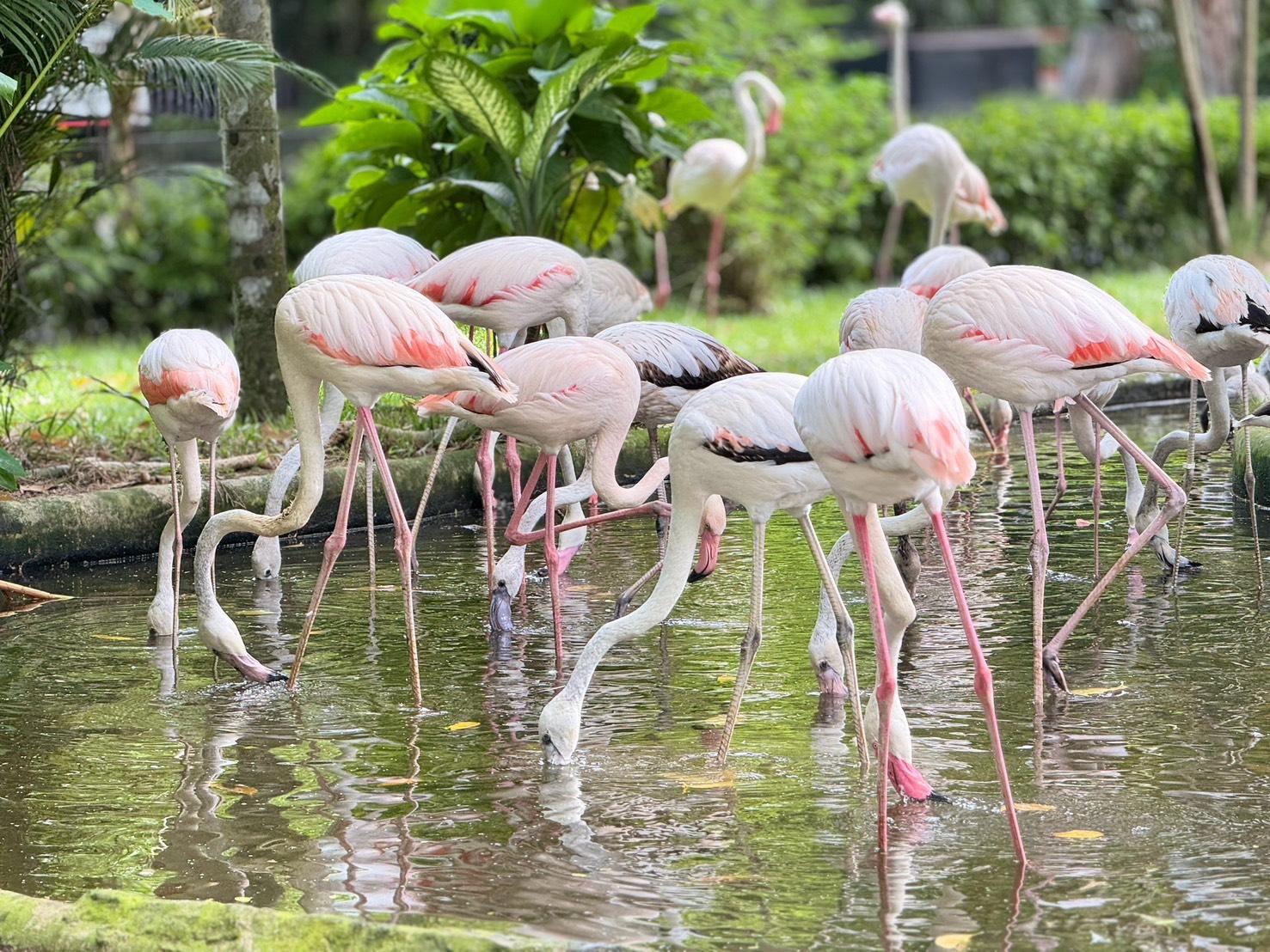 Khao Kheow Open Zoo Celebrates Flamingo Breeding Success with 82 Birds and Six New Chicks 1787149892372