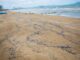 Black Oil-Like Slicks Wash Ashore at Jomtien Beach; Tourists Temporarily Avoid Swimming