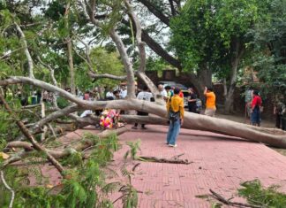 Tree Collapses at Historic Thai Temple in Ayutthaya, Injuring Four Spanish Tourists