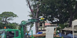 Giant Honey Bees Swarm in Pattaya Area, Sting 17 People Including Elderly Vendor, School Students, and Police Officer