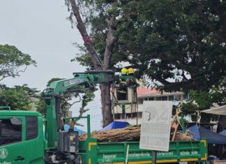 Giant Honey Bees Swarm in Pattaya Area, Sting 17 People Including Elderly Vendor, School Students, and Police Officer