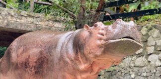 Khao Kheow Open Zoo Plans Grand 61st Birthday Celebration for Beloved Hippo Mae Mali, Thailand’s Oldest Hippo