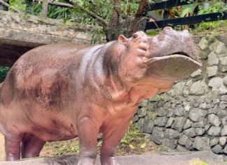 Khao Kheow Open Zoo Plans Grand 61st Birthday Celebration for Beloved Hippo Mae Mali, Thailand’s Oldest Hippo