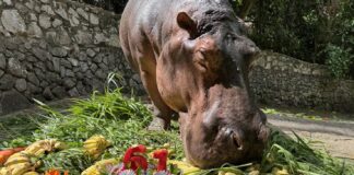 Thailand’s Oldest Hippo Mae Mali Turns 61 Today at Khao Kheow Open Zoo!
