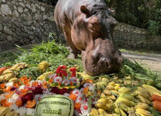 Thailand’s Oldest Hippo Mae Mali Turns 61 Today at Khao Kheow Open Zoo!