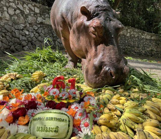 Thailand’s Oldest Hippo Mae Mali Turns 61 Today at Khao Kheow Open Zoo!