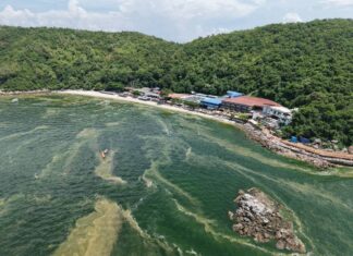Koh Larn Seawater Turns Green After Heavy Pattaya Rains; Officials Point to Plankton Bloom