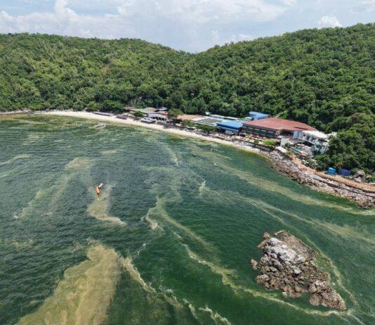 Koh Larn Seawater Turns Green After Heavy Pattaya Rains; Officials Point to Plankton Bloom