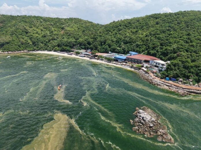 Морская вода у Кох Ларн стала зеленой после сильных дождей в Паттайе; Чиновники указывают на цветение планктона