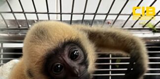 CIB Arrests Cambodian and Thai Suspects in Cross-Border Wildlife Trafficking