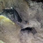 Woman, 25, Swept into Drain While Riding Motorcycle Through Floodwater Near Pattaya, Survives Uninjured 1792000652007